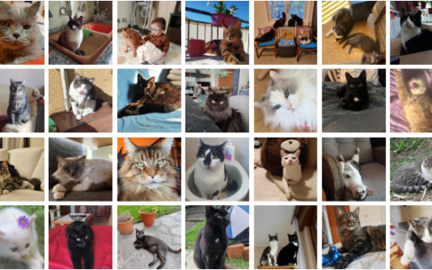 Festa del gatto 2026: le immagini dei lettori