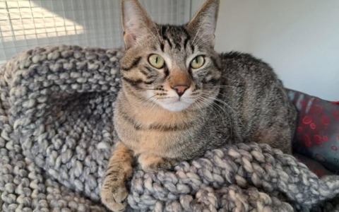 Adamo, primo gatto del gattile di Lecco, attende una famiglia