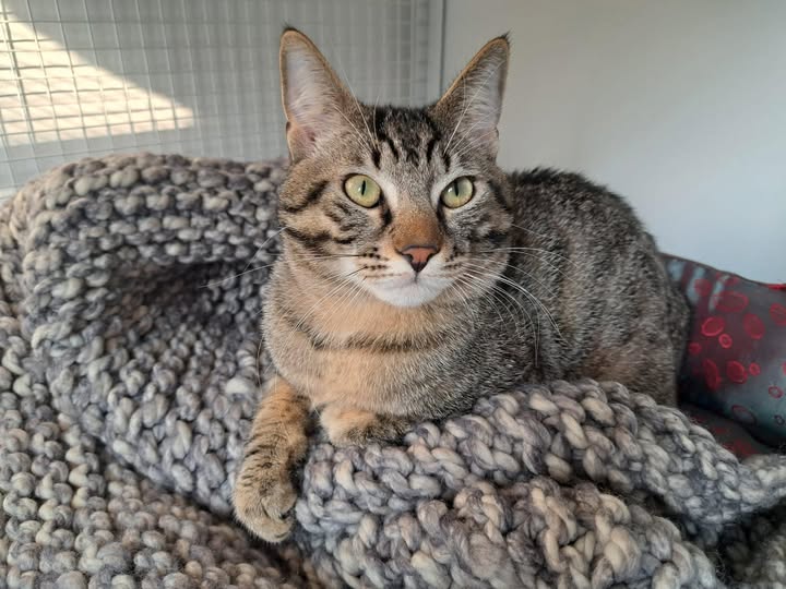 Adamo, primo gatto del gattile di Lecco, attende una famiglia