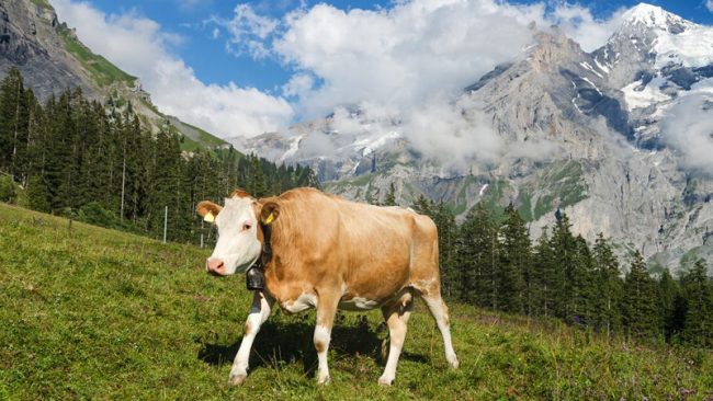 Casargo: avvisi per l’uso dei pascoli comunali