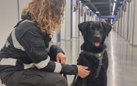 Controlli antidroga a Lecco: l’unità cinofila con Palma in azione