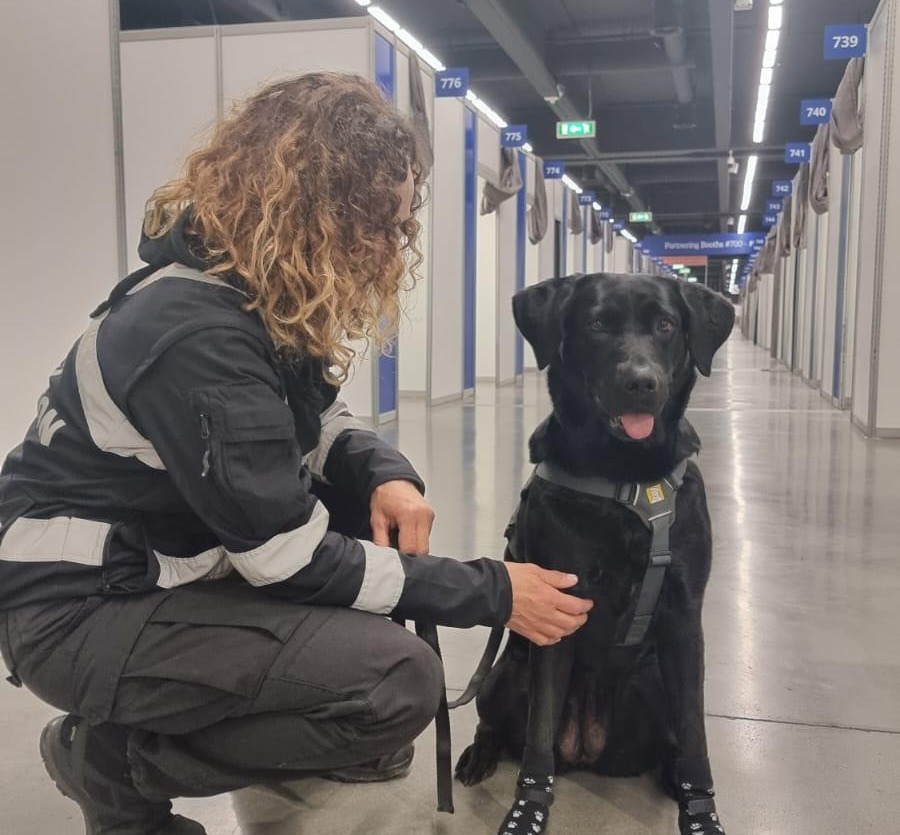 Controlli antidroga a Lecco: l’unità cinofila con Palma in azione