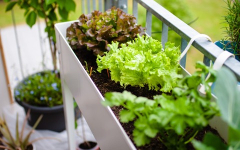 L’orto di Coltiviamo: tra lattuga e ravanello, cresce la biodiversità