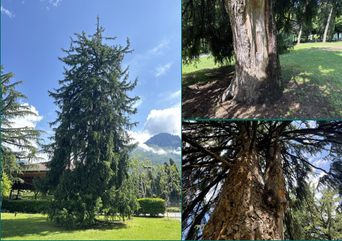 Mandello del Lario: programmati interventi per la sicurezza del verde pubblico