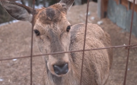Tre cervi in cerca di una nuova vita: il trasferimento verso le montagne