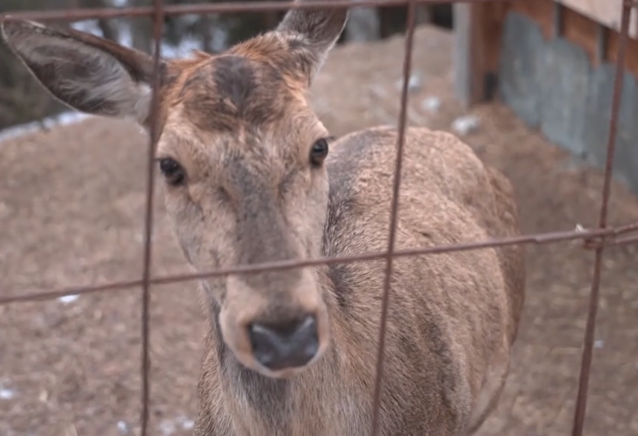 Tre cervi in cerca di una nuova vita: il trasferimento verso le montagne