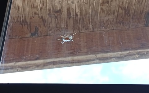 Introbio: episodi vandalici nella palestra scolastica