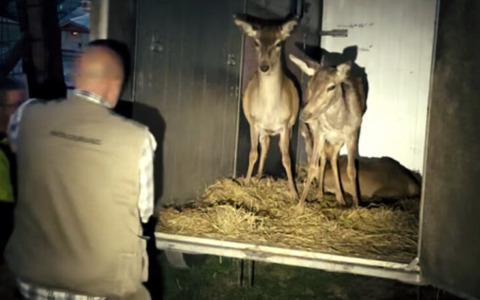 Trasferimento delle tre cerve di Pian delle Betulle: un gesto di solidarietà da Freccia 45