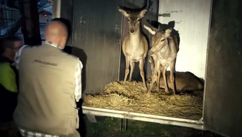 Trasferimento delle tre cerve di Pian delle Betulle: un gesto di solidarietà da Freccia 45