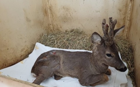 Un capriolo intrappolato in una cancellata salvato a Olginate