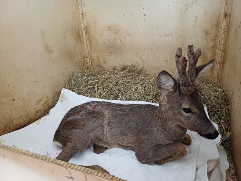 Un capriolo intrappolato in una cancellata salvato a Olginate