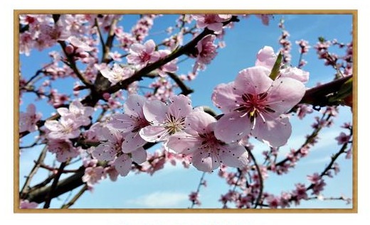 Al via la 6^ edizione di ‘Atmosfere di primavera’ del Gruppo Artisti Olatesi