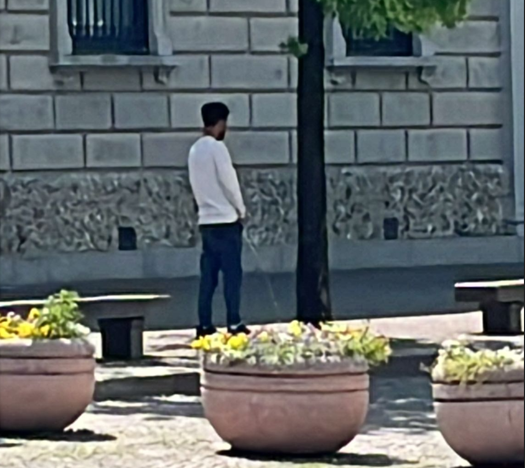 Lecco, uomo si urina su un albero in piazza Garibaldi: un gesto inaccettabile