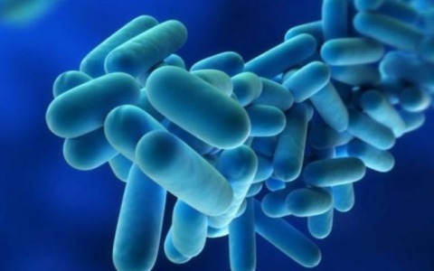 Legionella: il rischio da prevenire negli ambienti di lavoro