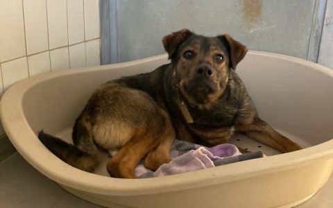 Ballabio attiva il soccorso veterinario 24 ore su 24