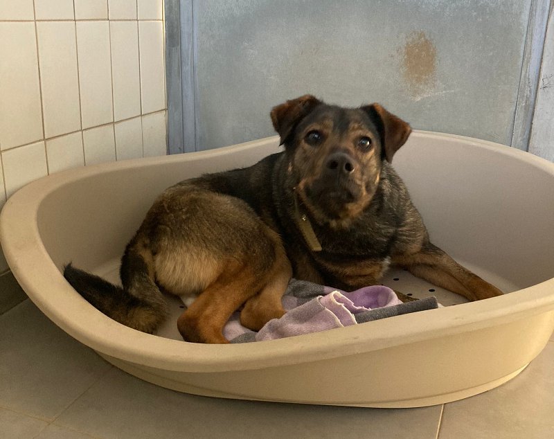 Ballabio attiva il soccorso veterinario 24 ore su 24