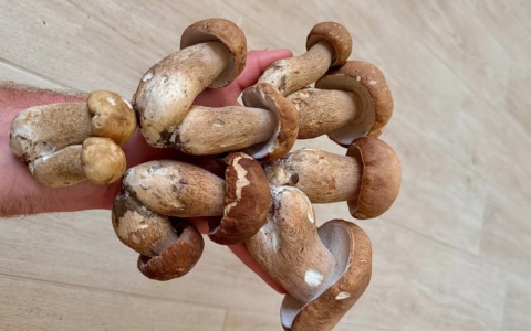 Caldo record e temporali: nei boschi del Lecchese fioriscono i funghi