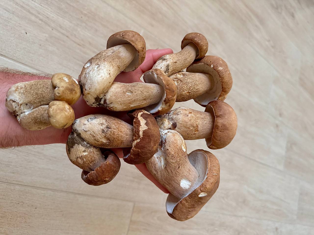 Caldo record e temporali: nei boschi del Lecchese fioriscono i funghi