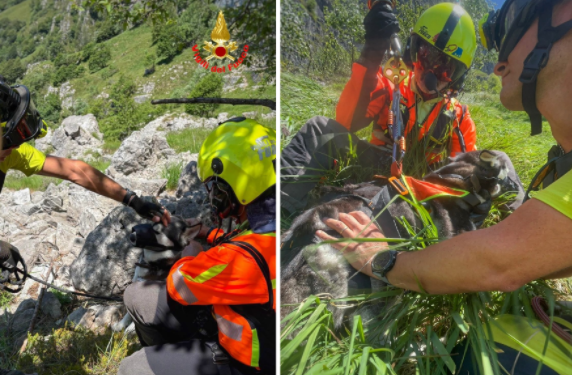 Due husky dispersi ritrovati sul Resegone: intervento risolutivo dei Vigili del Fuoco