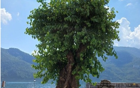 Due nuovi alberi monumentali in provincia di Lecco: Abbadia e Introbio