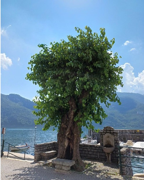 Due nuovi alberi monumentali in provincia di Lecco: Abbadia e Introbio