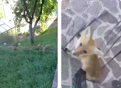 Intervento della Polizia provinciale: cucciolo di volpe salvato in giardino