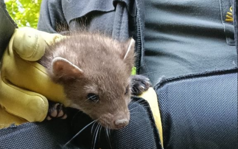 Salvato un animale intrappolato in un tombino a Barzio dai Vigili del Fuoco