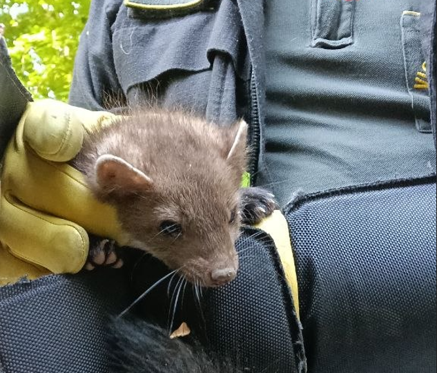 Salvato un animale intrappolato in un tombino a Barzio dai Vigili del Fuoco