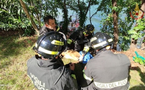 Vigili del Fuoco salvano un capriolo caduto in una buca a Moregallo