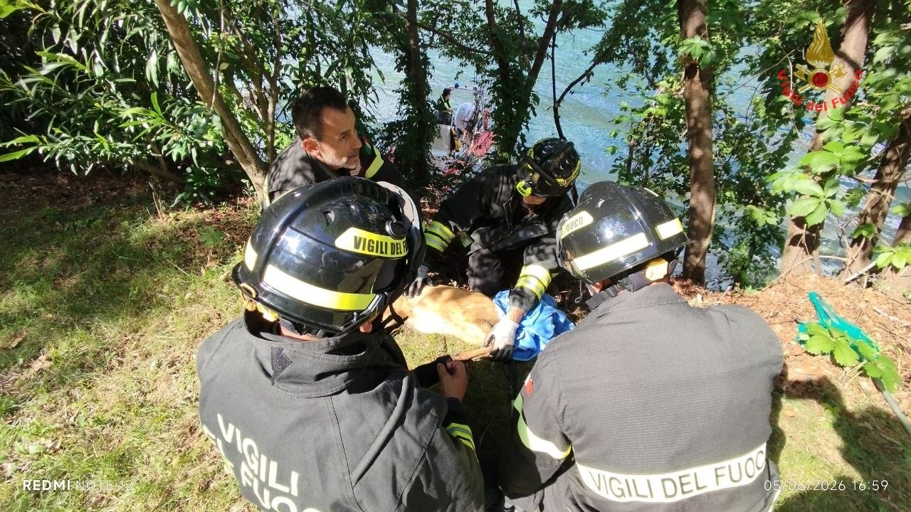 Vigili del Fuoco salvano un capriolo caduto in una buca a Moregallo