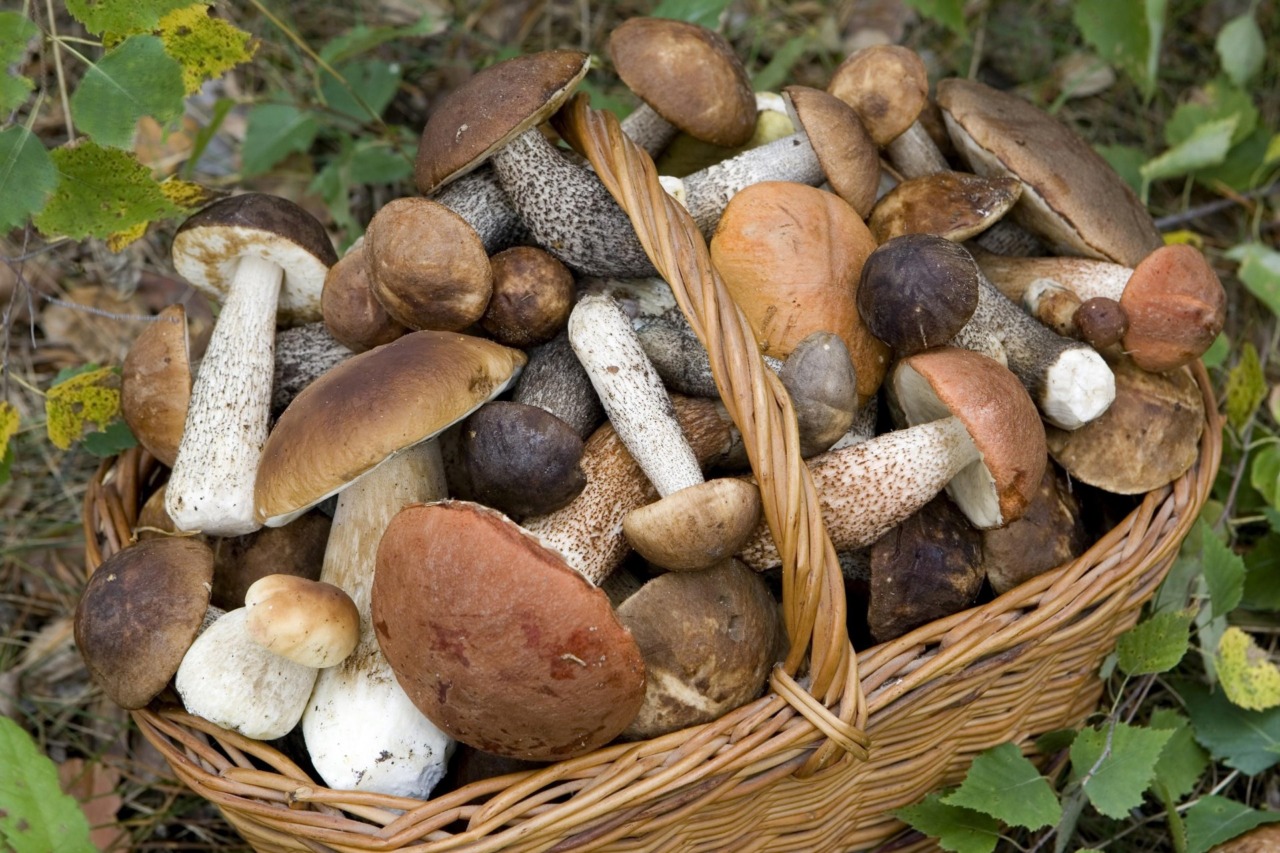 ATS Brianza avverte: «Consumate solo funghi controllati»