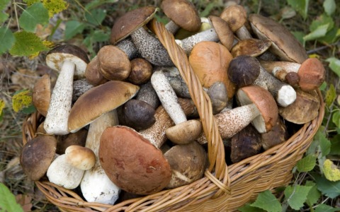 ATS Brianza avverte: «Consumate solo funghi controllati»