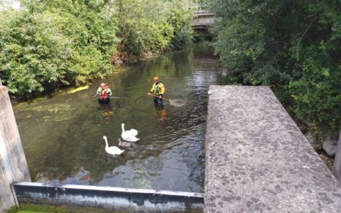 Civate, intervento per liberare i cigni intrappolati nel Rio Torto