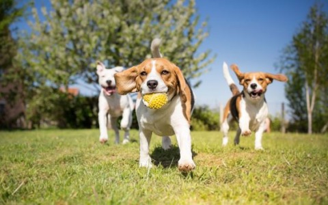 Consigli di ATS Brianza per la salute di cani e gatti in estate