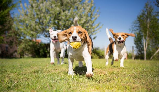 Consigli di ATS Brianza per la salute di cani e gatti in estate