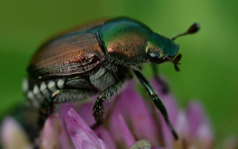 Fragomeli critica la Regione per il rinvio della mozione sulla Popillia Japonica