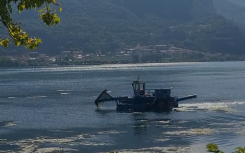 Il Lago di Garlate è invaso dalle alghe: avviate le operazioni di pulizia