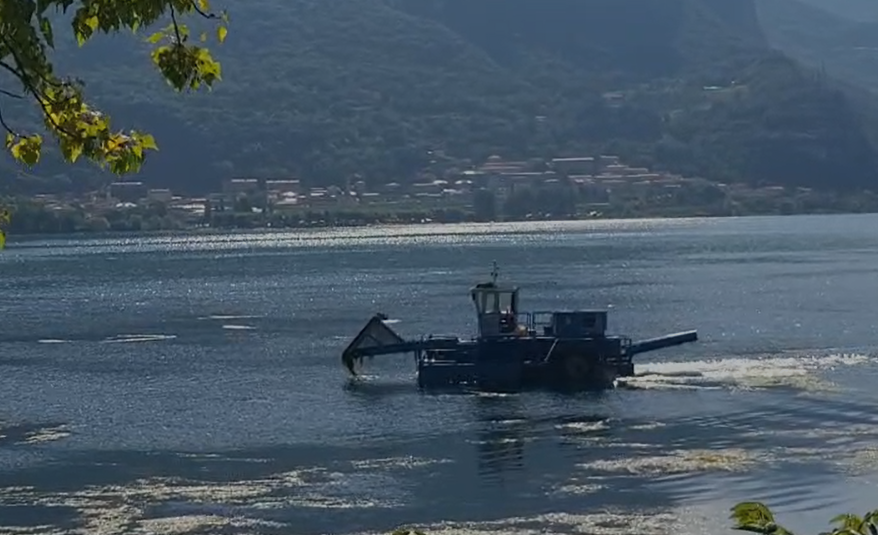 Il Lago di Garlate è invaso dalle alghe: avviate le operazioni di pulizia