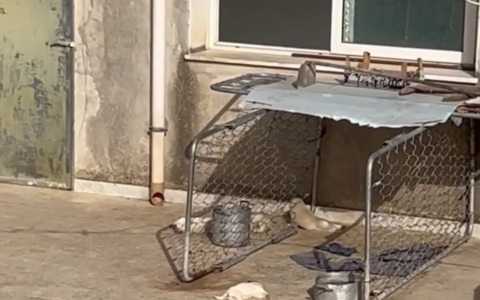 Tragedia a Sciacca: quattro cuccioli morti e cinque cani salvati, la deputata Brambilla annuncia azione legale
