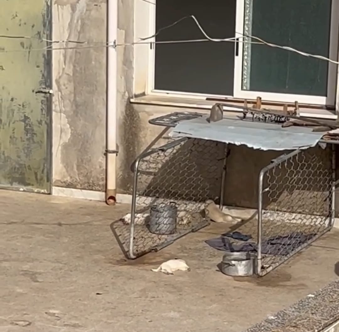 Tragedia a Sciacca: quattro cuccioli morti e cinque cani salvati, la deputata Brambilla annuncia azione legale