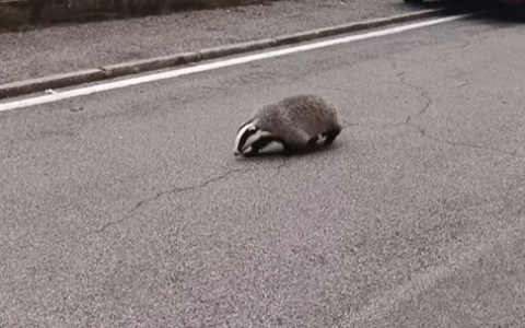 Un tasso avvistato in via Tasso a Calolziocorte: il video diventa virale