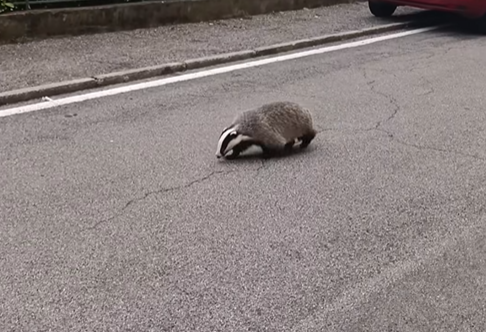 Un tasso avvistato in via Tasso a Calolziocorte: il video diventa virale